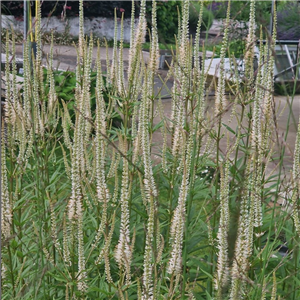 Veronicastrum Virginicum 'Album'